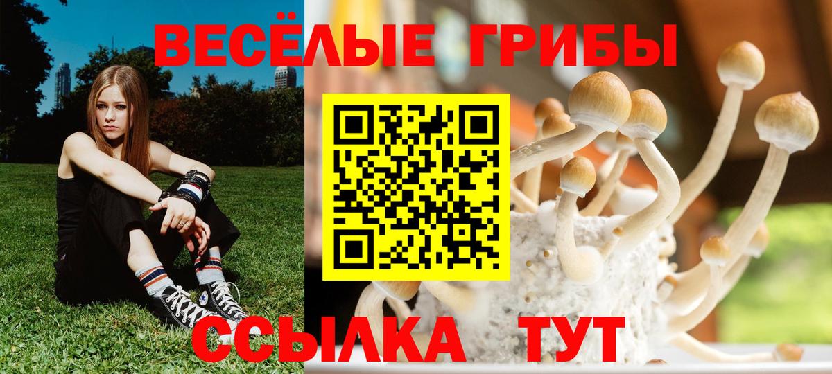 Псилоцибиновые грибы Psilocybe  Вход с VPN  Заринск 